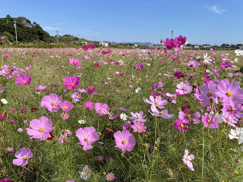 満開の秋桜